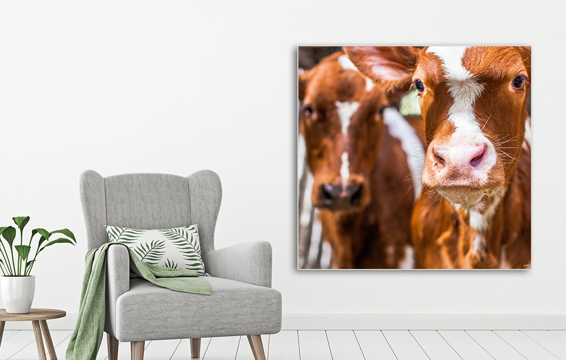 Prachtig portret van 2 koeien van Sander van Laar met de titel Spring Cows 1
