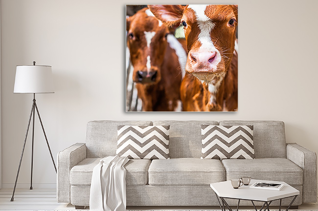 Prachtig portret van 2 koeien van Sander van Laar met de titel Spring Cows 1