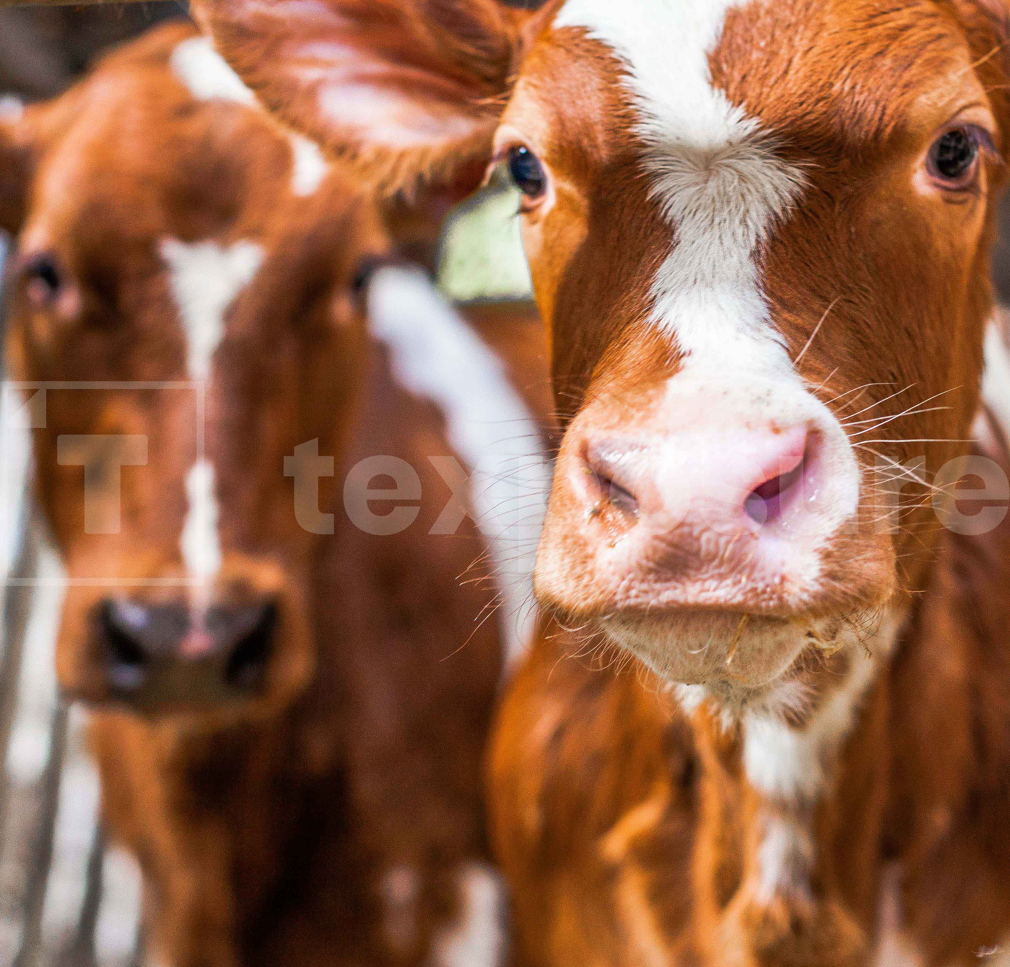 Lage resolutie foto met watermerk