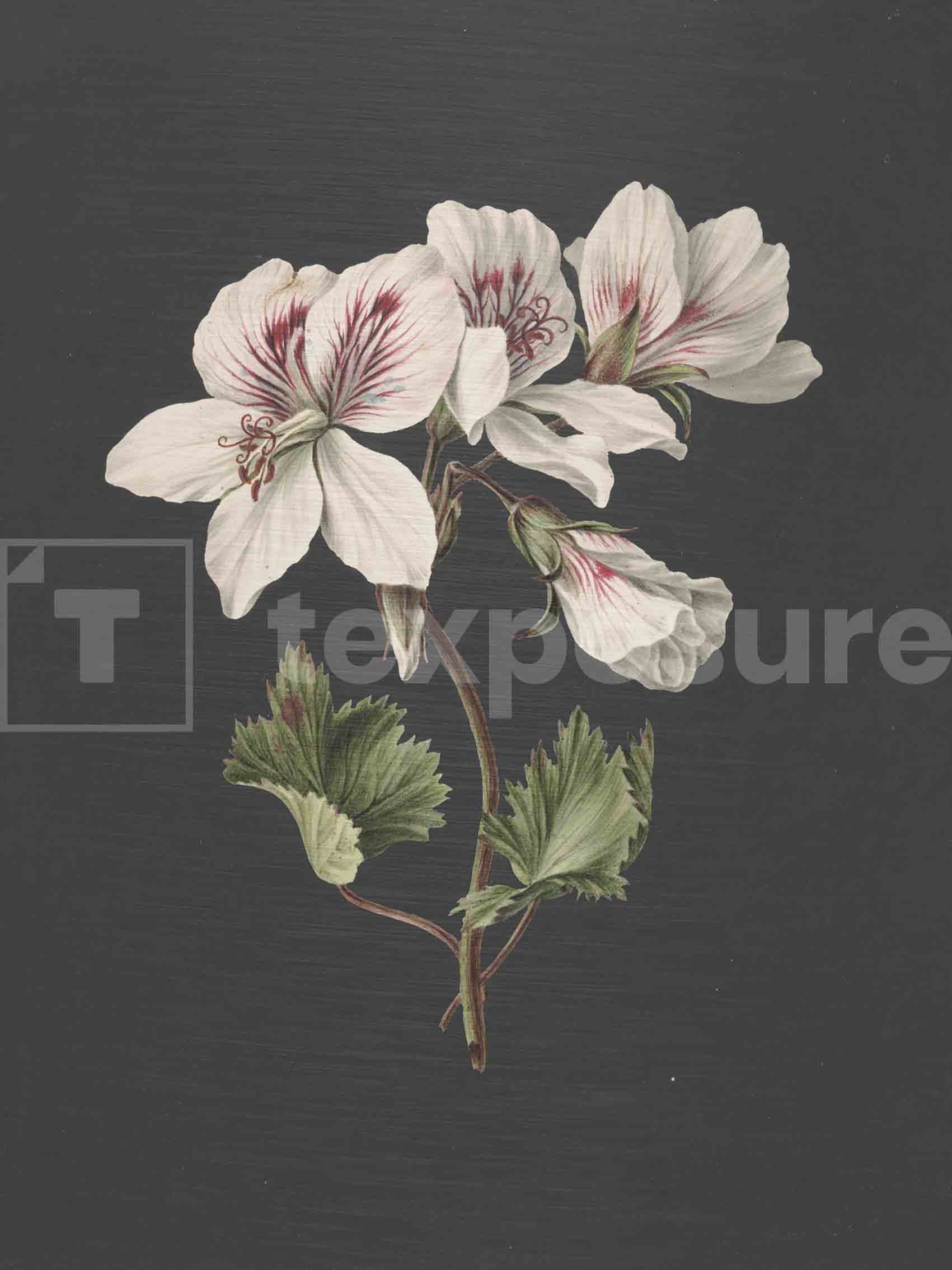 Lage resolutie foto met watermerk