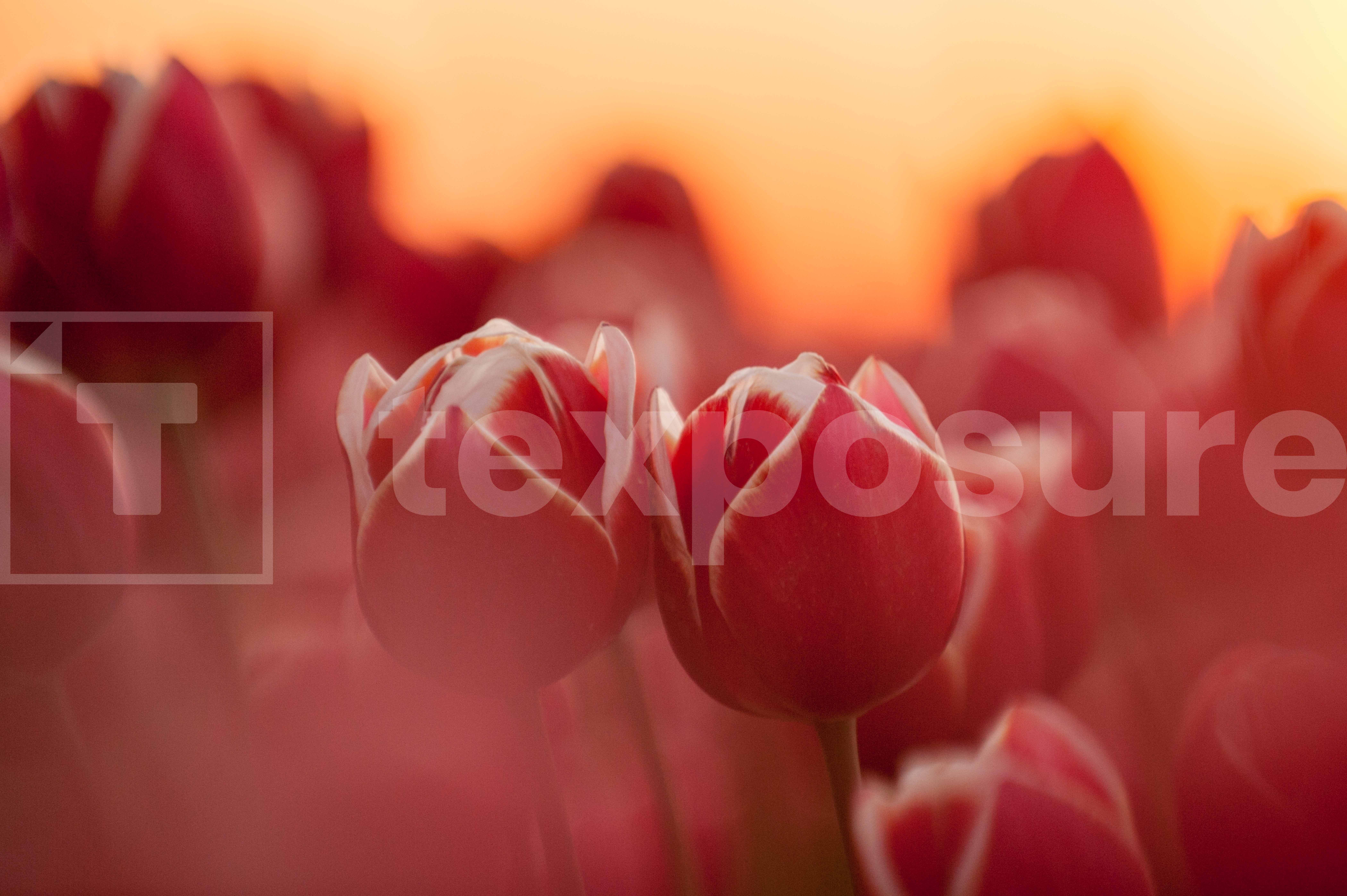 Lage resolutie foto met watermerk