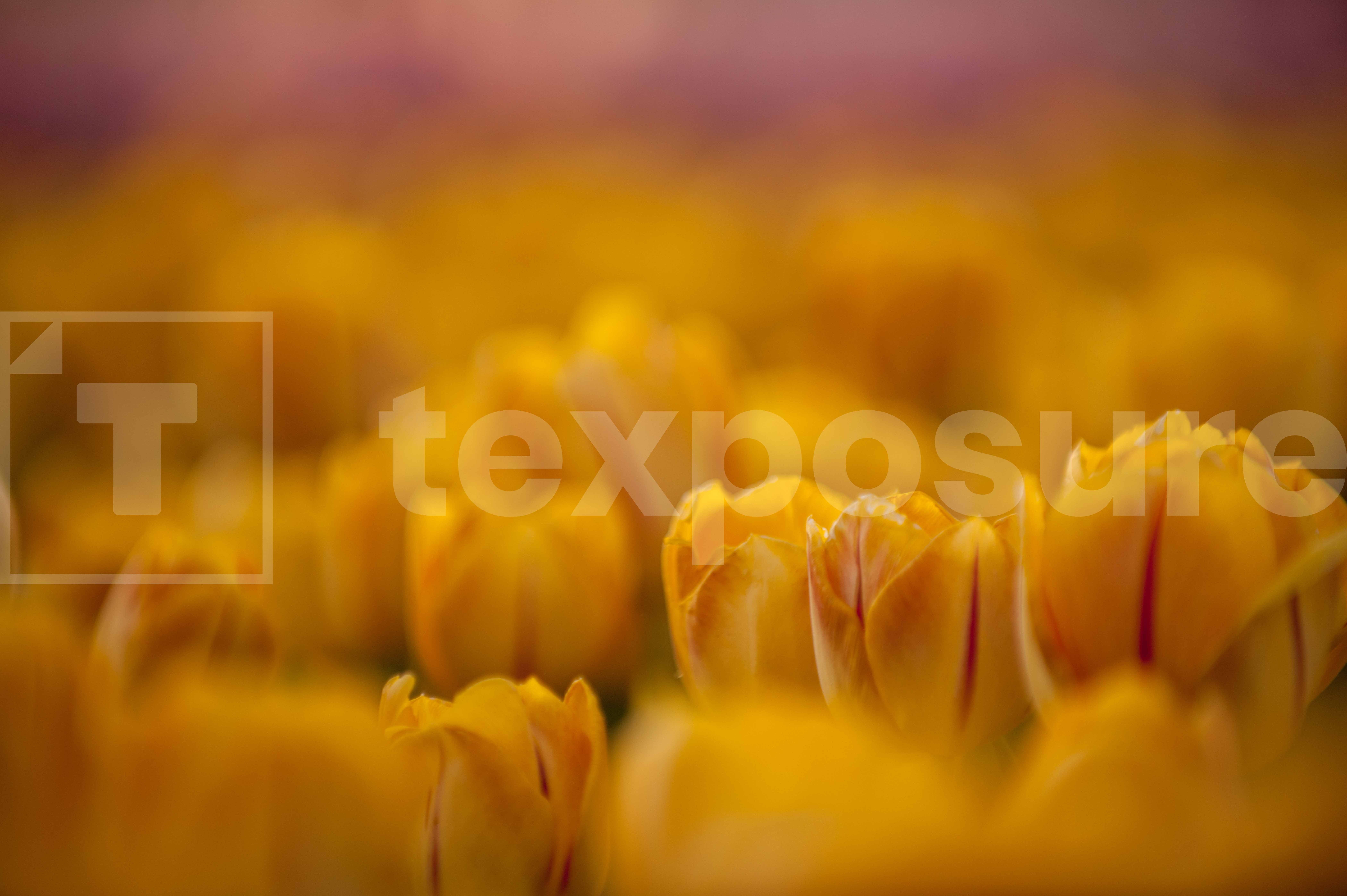 Lage resolutie foto met watermerk